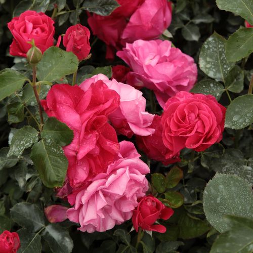 Roz, roz somon - Trandafir copac cu trunchi înalt - cu flori în buchet - coroană tufiș